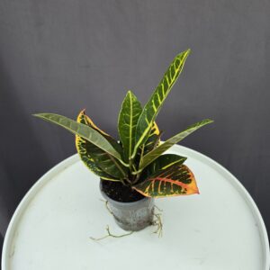 Codiaeum Excellent - Croton mini ↑ 20cm ⊘ 8cm