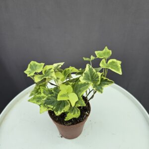 Hedera helix 'Esther' - Szobaborostyán ↑ 10cm ⊘ 9cm