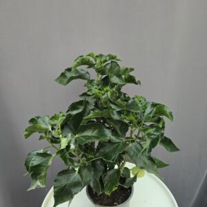 Zsákbamacska szobai hibiszkusz ↑ 40cm ⊘ 12cm