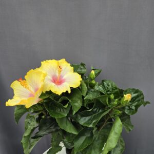 Szobai Hibiscus ↑ 40cm ⊘ 13cm