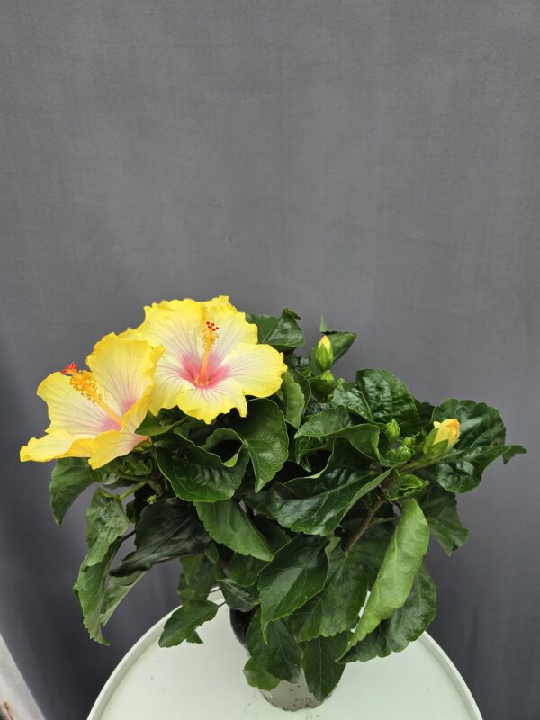 Szobai Hibiscus ↑ 40cm ⊘ 13cm