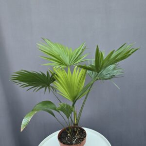 Livistonia - Legyezőpálma ↑ 45cm ⊘ 14cm