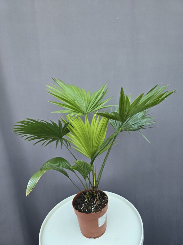 Livistonia - Legyezőpálma ↑ 45cm ⊘ 14cm