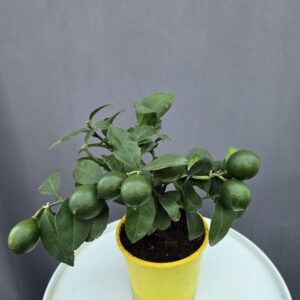 Meyer citrom ↑ 35cm ⊘ 14cm