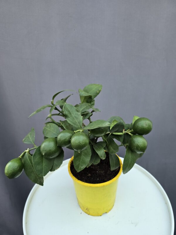 Meyer citrom ↑ 35cm ⊘ 14cm