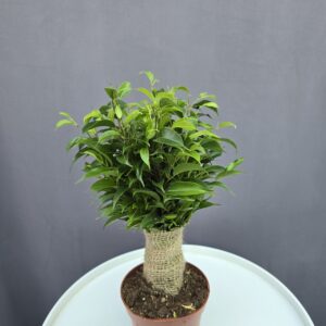 Ficus Kinky ↑ 30cm ⊘ 12cm