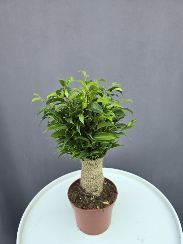 Ficus Kinky ↑ 30cm ⊘ 12cm