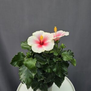 Szobai Hibiszkusz ↑ 40cm ⊘ 13cm
