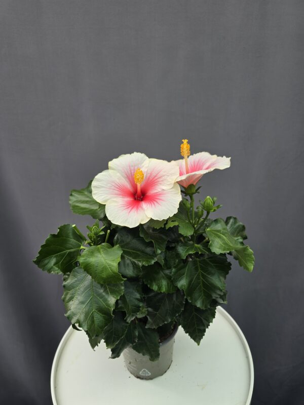 Szobai Hibiszkusz ↑ 40cm ⊘ 13cm