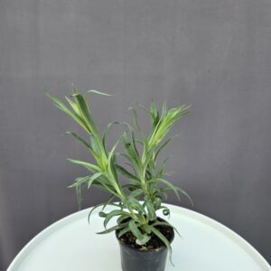 Csüngő szegfű - Dianthus coryophyllus ↑ 15cm ⊘ 7cm