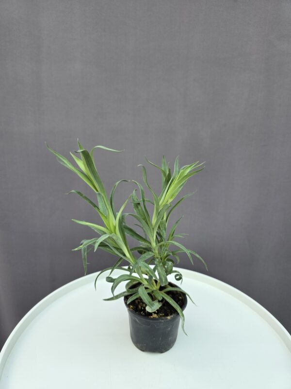 Csüngő szegfű - Dianthus coryophyllus ↑ 15cm ⊘ 7cm