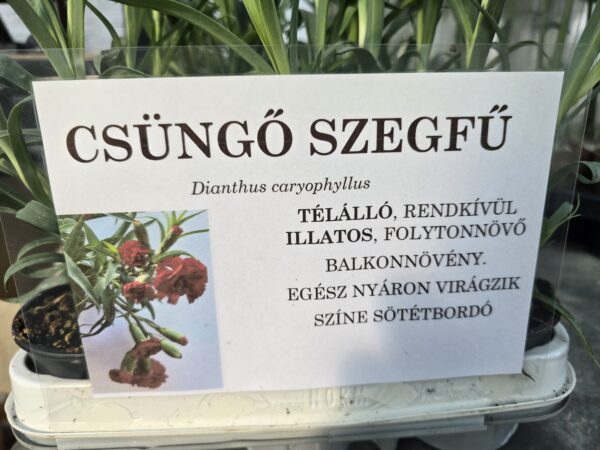 Csüngő szegfű - Dianthus coryophyllus ↑ 15cm ⊘ 7cm - Image 2