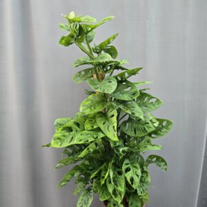 Monstera Adansonii karós ↑ 90cm ⊘ 19cm