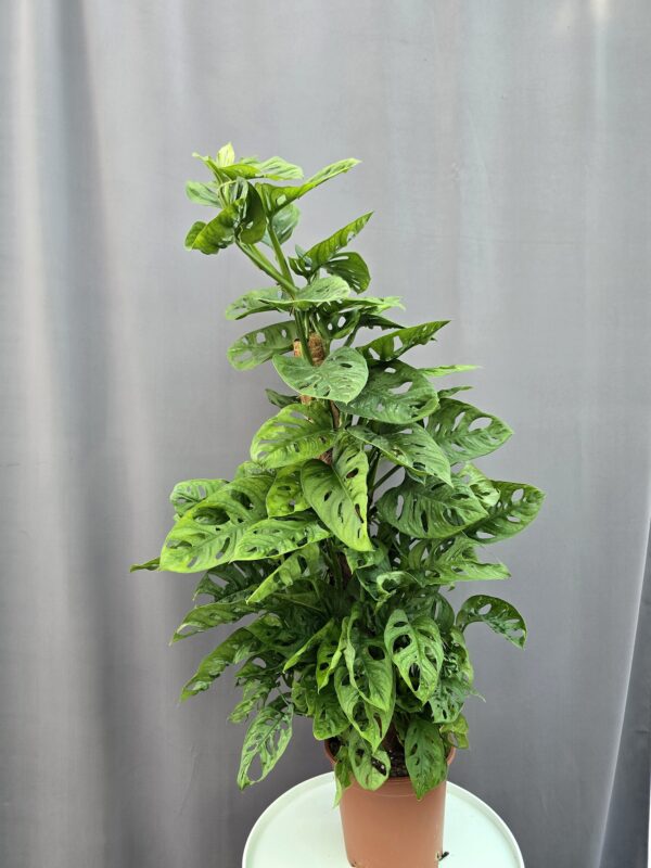 Monstera Adansonii karós ↑ 90cm ⊘ 19cm