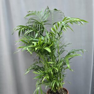 Bambuszpálma - Chamaedorea elegans ↑ 100cm ⊘ 23cm