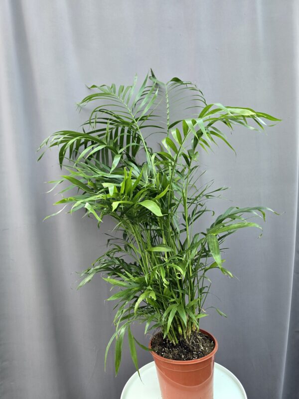 Bambuszpálma - Chamaedorea elegans ↑ 100cm ⊘ 23cm