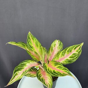 Agleonema 'Pink Sunset' ↑ 35cm ⊘ 12cm