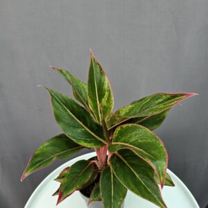 Aglaonema 'Jungle Red' ↑ 35cm ⊘ 12cm