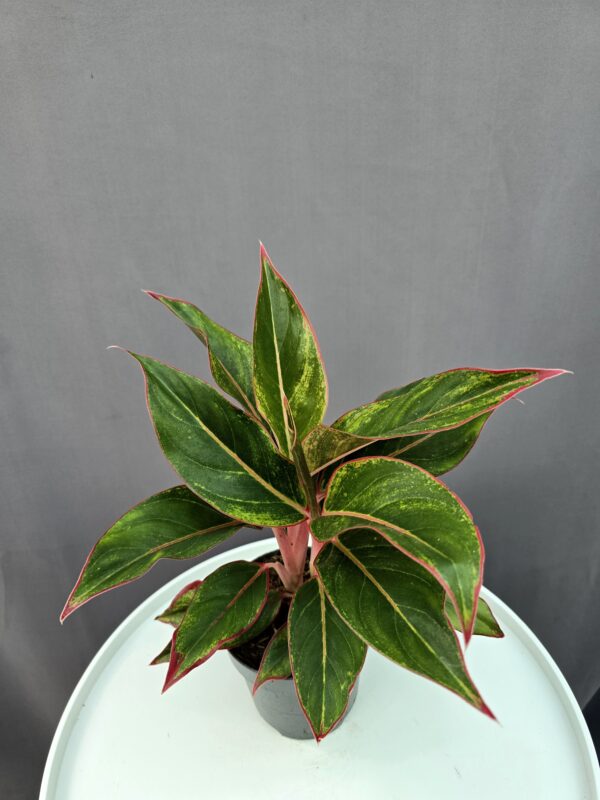 Aglaonema 'Jungle Red' ↑ 35cm ⊘ 12cm
