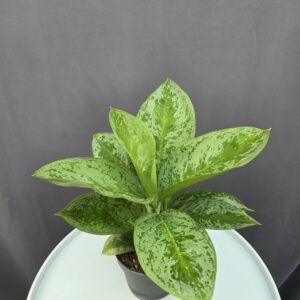 Aglaonema 'Lemon Mint' ↑ 35cm ⊘ 12cm