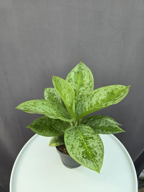 Aglaonema 'Lemon Mint' ↑ 35cm ⊘ 12cm