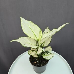 Aglaonema 'White Joy' ↑ 35cm ⊘ 12cm
