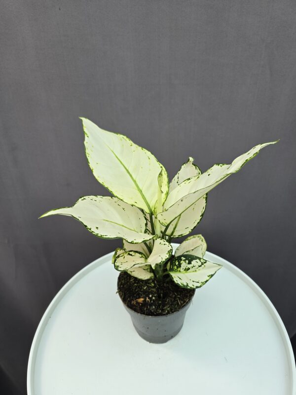 Aglaonema 'White Joy' ↑ 35cm ⊘ 12cm