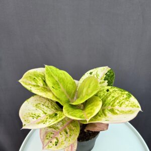 Aglaonema 'Apple Fantasy' ↑ 35cm ⊘ 12cm