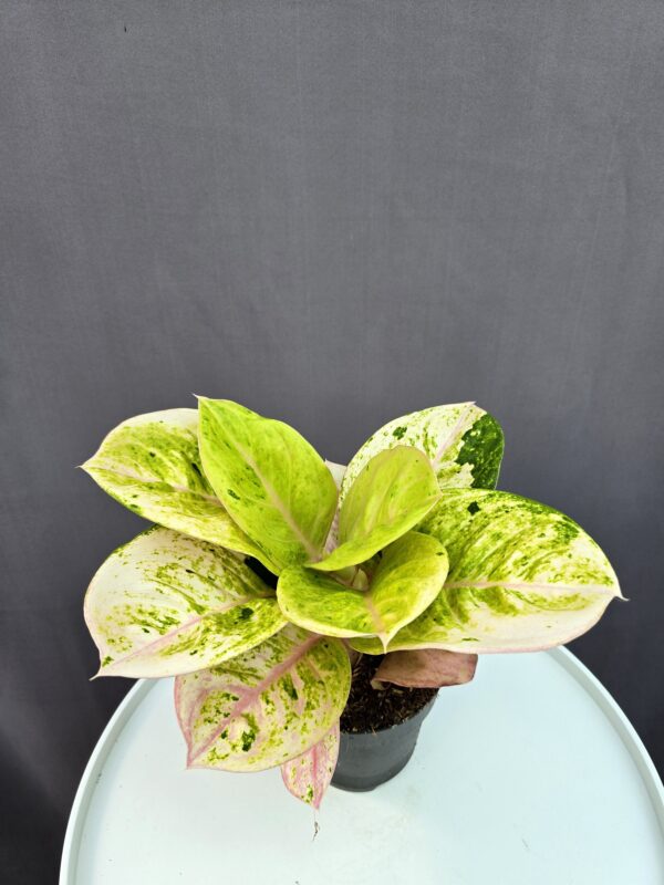 Aglaonema 'Apple Fantasy' ↑ 35cm ⊘ 12cm