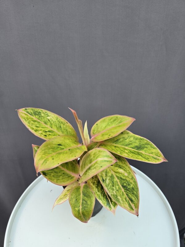 Aglaonema 'Salmon Fantasy' ↑ 35cm ⊘ 12cm
