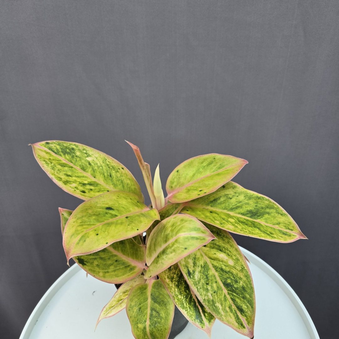 Agleonema 'Salmon Fantasy' ↑ 35cm ⊘ 12cm