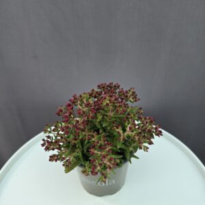 Crassula Schmidtii ↑ 20cm ⊘ 12cm