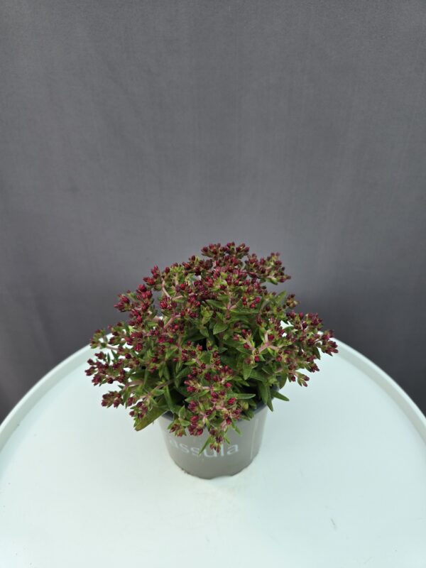 Crassula Schmidtii ↑ 20cm ⊘ 12cm