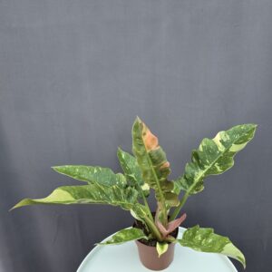 Philodendron Ring of Fire ↑ 35cm ⊘ 12cm