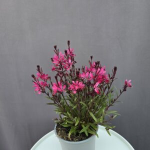 Gaura - Díszgyertya ↑ 35cm ⊘ 12cm