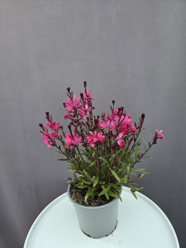 Gaura - Díszgyertya ↑ 35cm ⊘ 12cm
