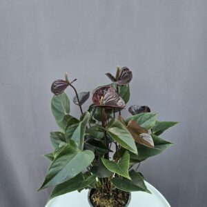 Anthurium 'Black Love' - Flamingóvirág ↑ 40cm ⊘ 12cm