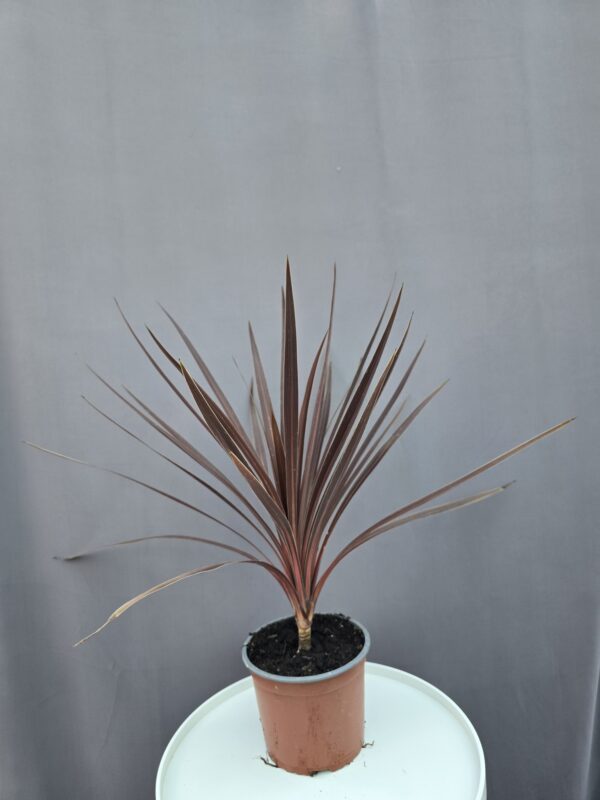 Cordyline Red Star ↑ 50cm ⊘ 17cm