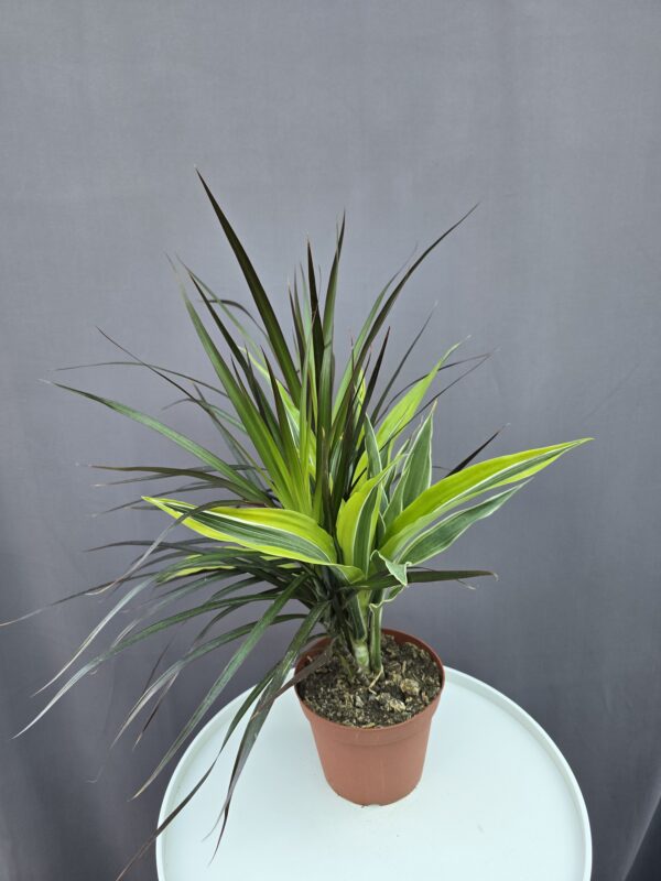 Dracaena összeültetés (5-6 fajta) ↑ 45cm ⊘ 14cm