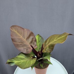 Philodendron Sunlight ↑ 30cm ⊘ 12cm