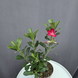 Adenium obesum - Sivatagi rózsa ↑ 40cm ⊘ 14cm