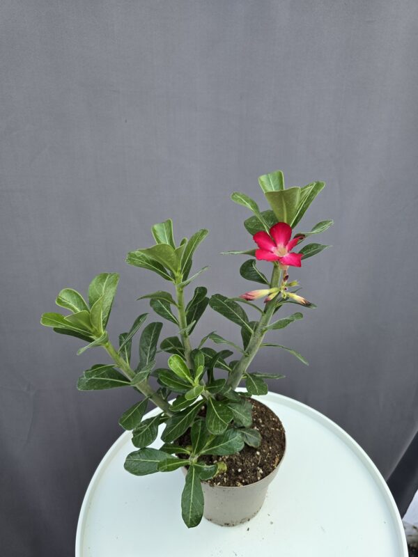Adenium obesum - Sivatagi rózsa ↑ 40cm ⊘ 14cm