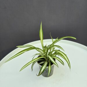 Csokrosinda mini