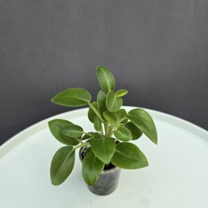 Peperomia orba 'Pixie' mini