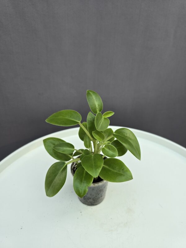 Peperomia orba 'Pixie' mini