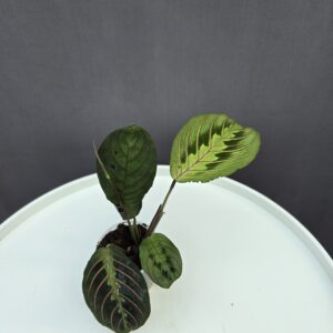 Maranta mini