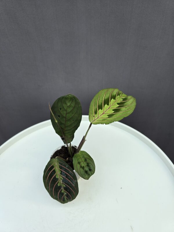 Maranta mini