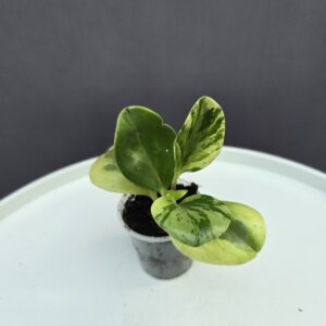 Peperomia mini