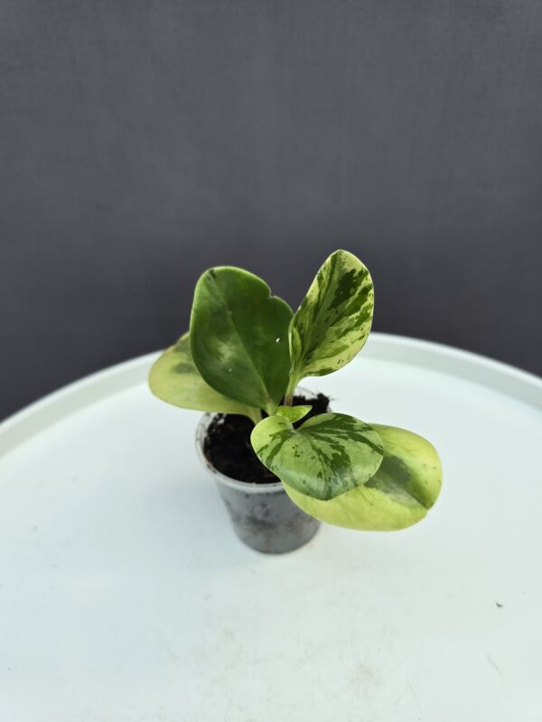 Peperomia mini