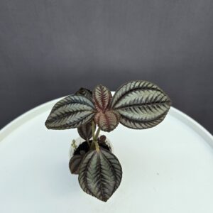 Pilea 'Norfolk' mini